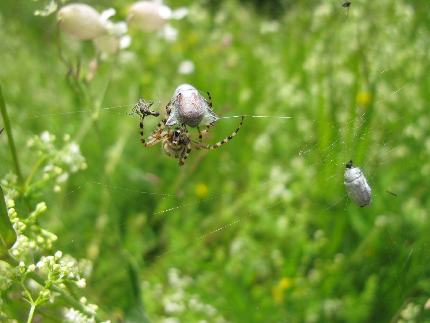 Aculepeira ceropegia - Canazei (TN)